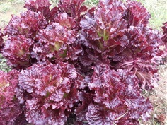 ผักสลัดรูบี้ เรด  Ruby red Lettuce