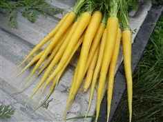 แครอท สีเหลือง Carrot - Solar Yellow