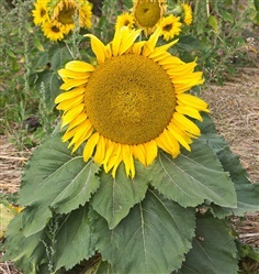 ทานตะวันพันธุ์เตี้ย  Sunspot Sunflower Wildflower