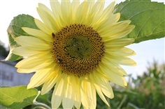 ทานตะวันเลมอนควีน Lemon queen sunflower