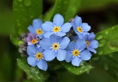 ฟอแกตมีนอท มายโอโซทิส  Forget Me Not Myosotis