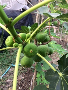 มะเดือฝรั่ง(Figs)