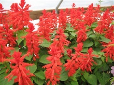 ดอกซัลเวีย สีแดง Red salvia trials