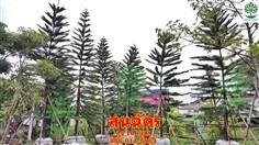 ขายต้นสนฉัตรสูง 10 เมตร ฟอร์มสวย
