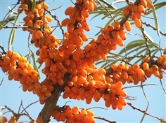 ซี บัคธอร์น Sea Buckthorn