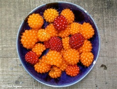 ซัลมอนด์เบอร์รี่ ราสเบอรี่  SALMONBERRY RASPBERRY