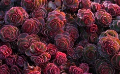 กุหลาบหิน เรด ดราก้อน  RED DRAGONS BLOOD SEDUM Stonecrop