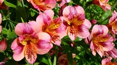 ดอกอัลสโตรมีเรีย คละสี Alstroemeria Mixed