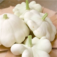 ฟักจานบินสีขาว White patty-pan-squash