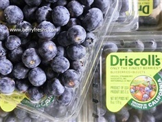 บลูเบอรี่อเมริกา blueberry ยี่ห้อDriscolls ขนาดแพ็ค 170กรัม 