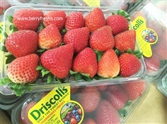 สตรอเบอรี่อเมริกา ยี่ห้อ Driscolls ขนาดแพ็ค 250 กรัม