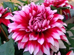 รักแรกดินเนอร์แพลตคละสี  Dahlia dinerplate Mixed