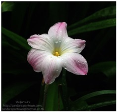 Zephyranthes &#39;Lily Pies&#39; 