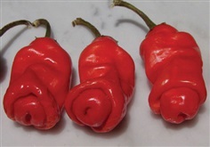 พริกกะจู๋ สีแดง red pennis pepper