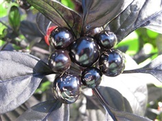 พริกไข่มุกดำ Black Pearl Ornamental Pepper 