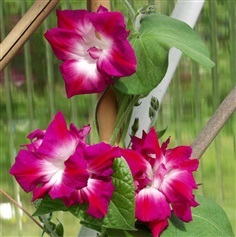 มอนิ่งกลอรี่ดอกซ้อนสีชมพู Double Ruffled Ipomoea