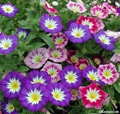 มอนิ่งกลอรี่แคระ คละสี Dwarf Morning Glory Ensign Mix 