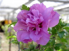 ชบาคาร์เนชั่นสีม่วง Purple double Rose of sharon