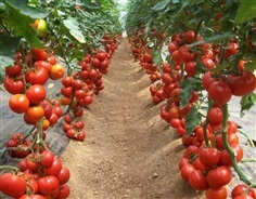 มะเขือเทศต้น ไตรฟอแมนด้า Tsifomandra Tomato Seeds