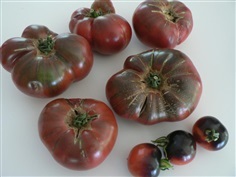 มะเขือเทศโชโรกี สีม่วง PURPLE CHEROKEE TOMATO