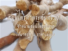 ปลาไหลเผือก / พญารากเดียว