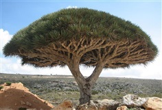 Red Dragon Blood Tree - Dracaena drago var. draco
