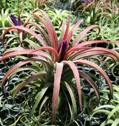 ทิลแลนเซีย Tillandsia Hybrid