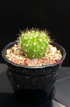 กระบองเพชร ดาวล้อมเดือน Echinopsis calochlroa