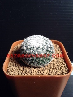 Mammillaria microthele &quot;แมมนกฮูก&quot;