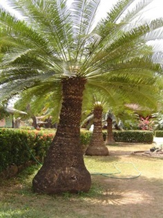 ปรงเขาชะเมา. หรือ. Cycas chamaoensis