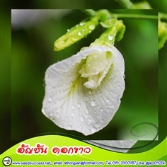 อัญชัน ดอกขาว (White Betterfly Pea)/ 50 เมล็ด