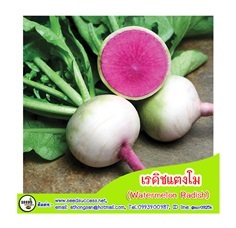 เรดิชแตงโม (Watermelon Radish) / 100 เมล็ด