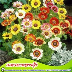 ดอกเดซี่ 3 สี (Tricolor Daisy Chrysanthemum)