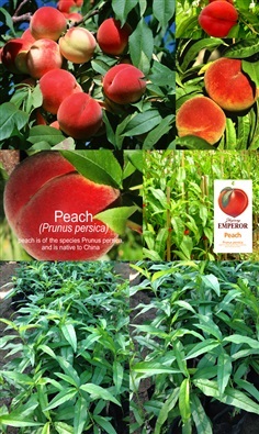 พีช Peach