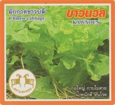 เมล็ดพันธุ์ผักกาดขาวขาวนวล