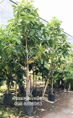 ต้นชมพู่มะเหมี่ยว สูง2.50-3.00เมตร (ภาพสินค้าที่ร้าน)