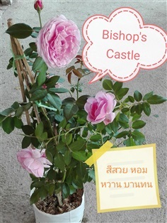 กุหลาบเลื้อย Bishop &#39;s castle