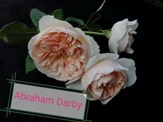 กุหลาบเลื้อย อับบราฮัม ดาร์บี้ :  Abraham Darby 