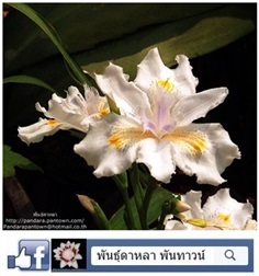 ไอริสสีขาวเหลือง