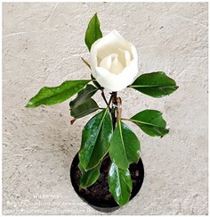 Magnolia keybaris