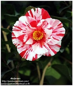 Camellia japonica &#39;Fukiage-shibori&#39;