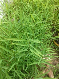 ไผ่จืด