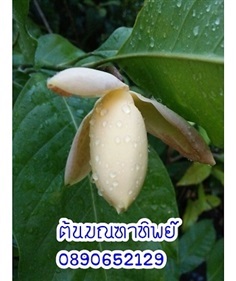 ต้นมณฑาทิพย์