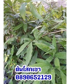 โสกเขา