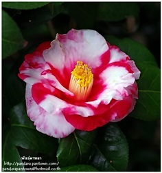 Camellia japonica &#39;Iwaneshibori&#39;