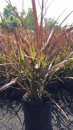 หญ้าแดง ( Ischaemum rugosum )