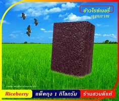 ข้าวไรซ์เบอร์รี่ คุณภาพ