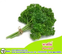 พาสลีย์ หรือ พาสเลย์  (Parsley) 