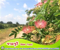 จามจุรี (Rain Tree) 