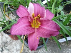 Daylily 